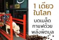 1 เดียวในโลก บดเมล็ดกาแฟด้วย พลังพิตบูล