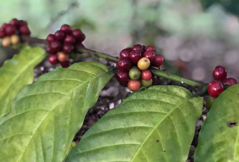 การปลูก Farming Systems การปลูกเมล็ดกาแฟ